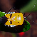 Man-face Bug