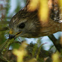 Red-shouldered Hawk