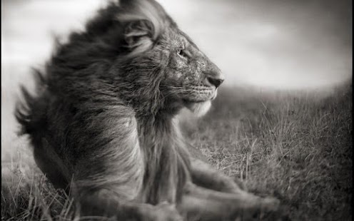 Free Lion HD Wallpaper APK for PC