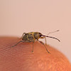 Slender-snouted Weevil