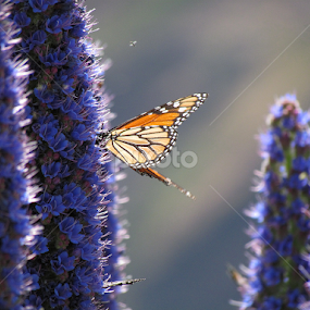 Butterfly in Madeira by Virgílio Nóbrega - Animals Insects & Spiders