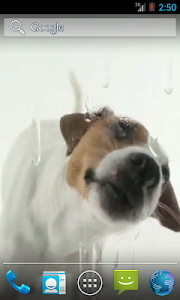 Dog Licks Screen Wallpaper – Dog Licks Screen. Free Video Live