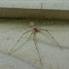 Tree Trunk spider/ Two Tailed spider