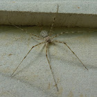 Tree Trunk spider/ Two Tailed spider