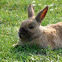 European Rabbit