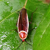 Pale Bordered Field Cockroach