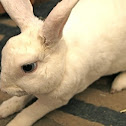 Mini Rex Rabbit (Blue Eyed White)