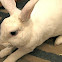 Mini Rex Rabbit (Blue Eyed White)