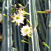 Cactii blooms