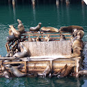 California Sea lions