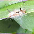 Tussock Moth (Caterpillar)
