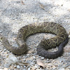 Víbora de cascabel cola negra, Black-tailed rattlesnake