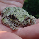 Tetraploid Gray Tree frog