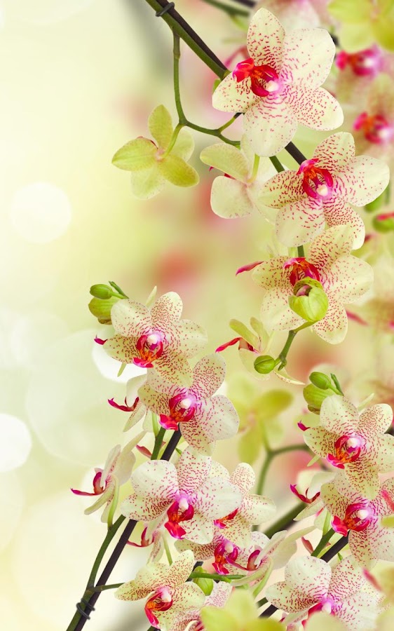 Flowers Live Wallpaper - Android Apps on Google Play