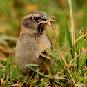 Kenya sparrow