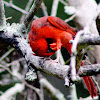 Cardinal