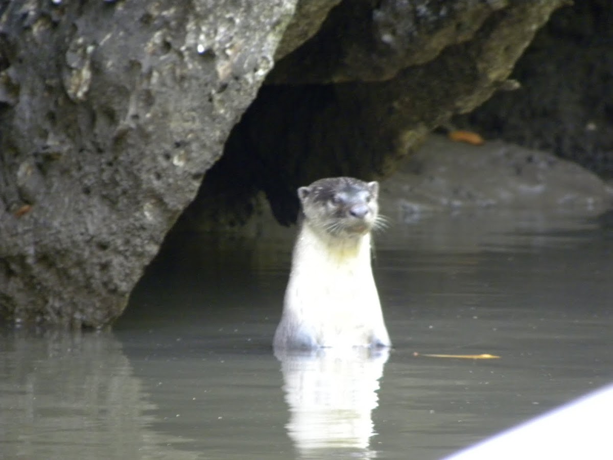 Hairy-nosed Otter