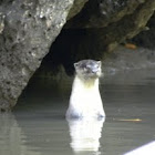 Hairy-nosed Otter