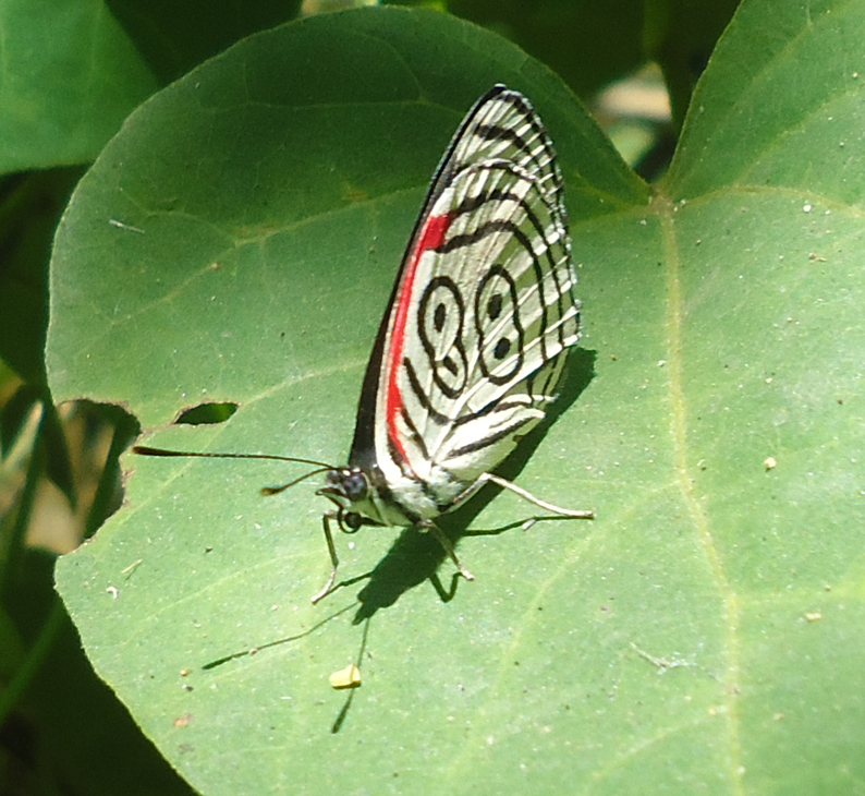 88 - Butterfly