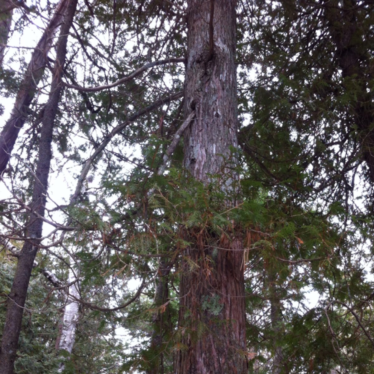 Eastern white cedar