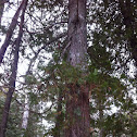 Eastern white cedar