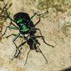 Six-spotted tiger beetle