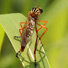 Hanging thief robber fly