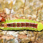 Caterpillar