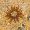 Sand anemone