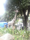 The Playful Giraffe