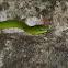 青蛇 / Taiwan green snake