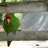 perico de frente escarlata - Scarlet-fronted Parakeet (Conure)