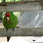 perico de frente escarlata - Scarlet-fronted Parakeet (Conure)