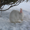 Domestic Rabbit, American White