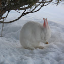 Domestic Rabbit, American White