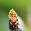 Lily Moth Caterpillar