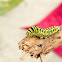 Black Swallowtail Caterpillar