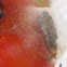 Larva Pupa Web