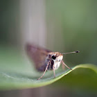 Clouded skipper butterfly