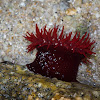 Red Sea Anemone