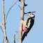 Great Spotted Woodpecker; Pico picapinos