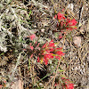 Woolly Indian Paintbrush