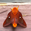 Southern Pink-striped Oakworm Moth
