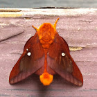 Southern Pink-striped Oakworm Moth