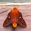 Southern Pink-striped Oakworm Moth