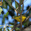 Olive-backed Sunbird or Yellow-bellied Sunbird (female)