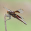 Widow Skimmer