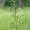 Woodland figwort