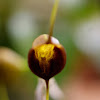 Echo's Masdevallia Orchid