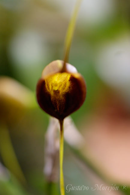 Echo's Masdevallia Orchid